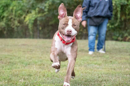 Chocolate the pitbull