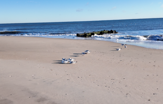 Birds on the beach in Rehoboth Beach