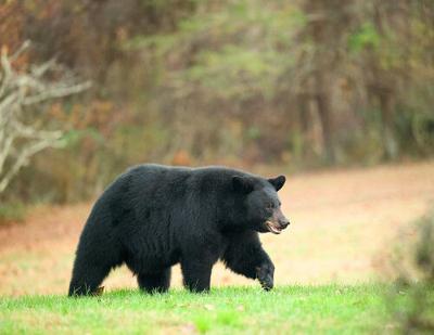 Black bear walking through grass field.