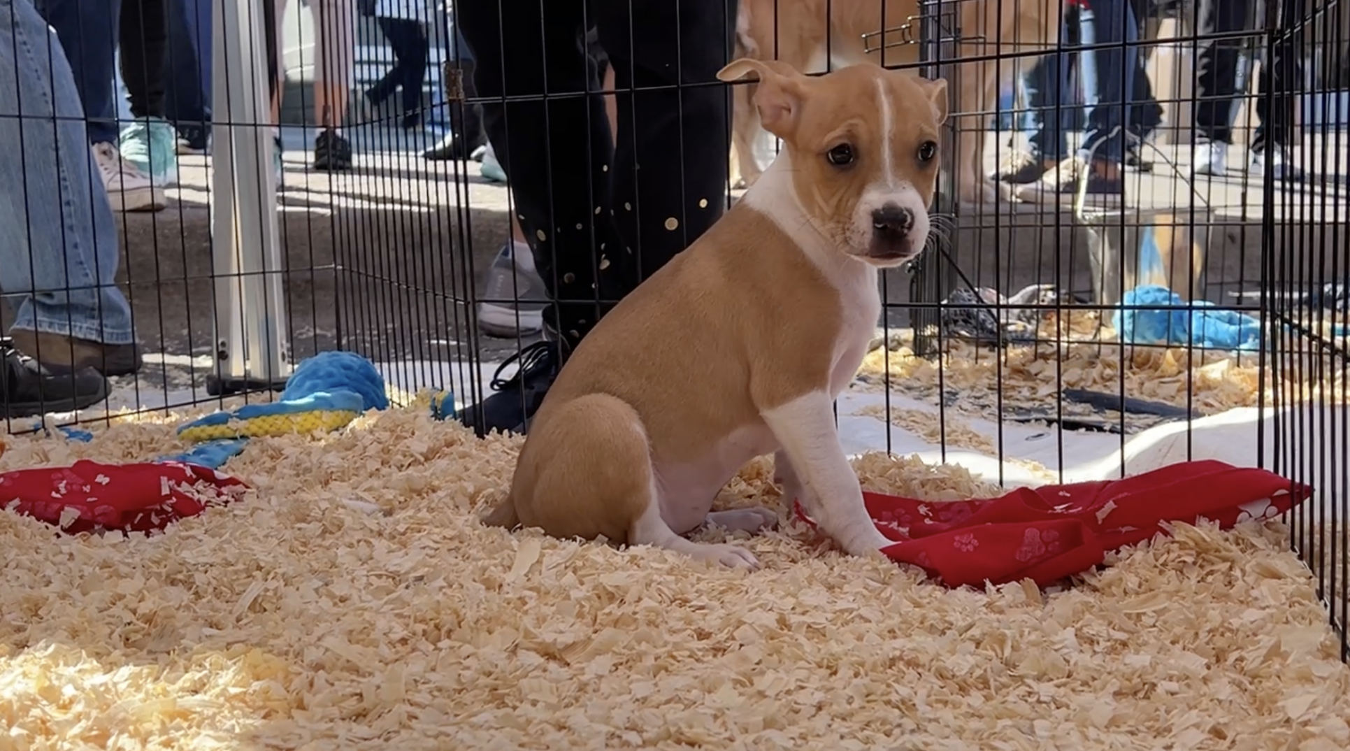 Adoptable Pet