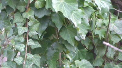 English Ivy