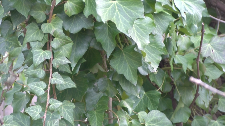 English Ivy