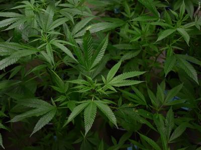 Delaware weed sales in first recreational month