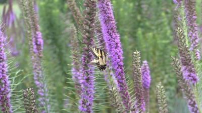 Butterfly Program Taking Center Stage at Delaware Botanic Gardens