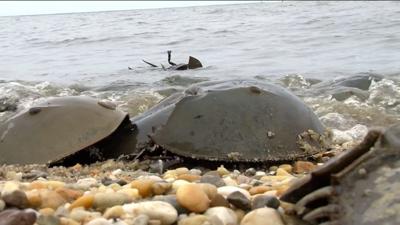 Physicians Group Pushing to Take Horseshoe Crab Blood out of Vaccine Testing