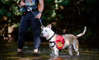 Brandywine Valley SPCA