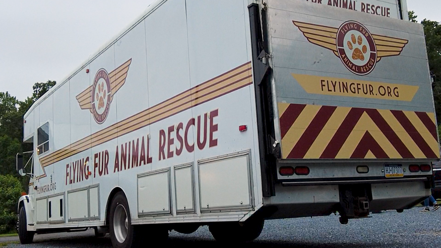 Mega Adoption Arrivals at BVSPCA in Georgetown