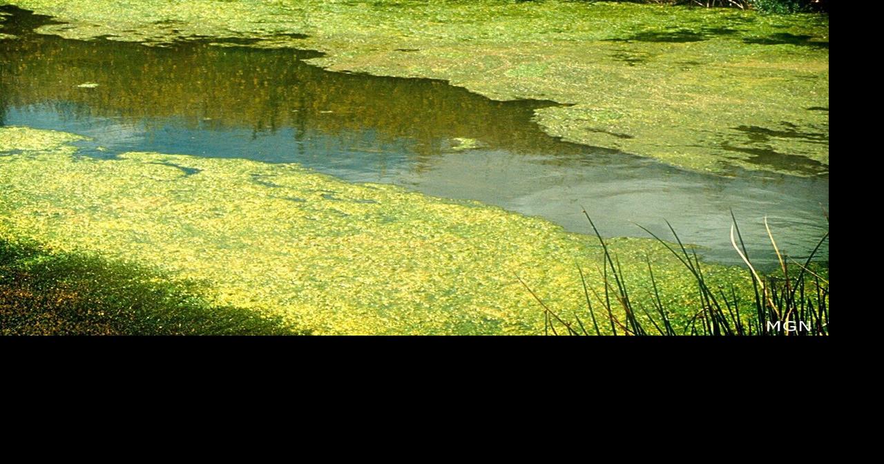 South Bethany considers pilot program to tackle algae problem
