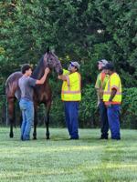 Neighbors and DelDOT saddle up to save loose horse