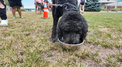 Experts say limit time outdoors for your pets especially with these high temperatures this weekend.