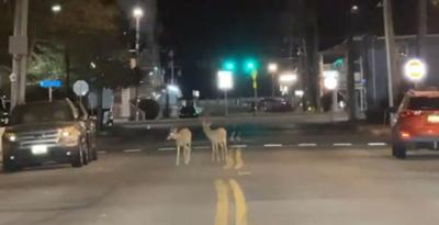 Deer downtown OC