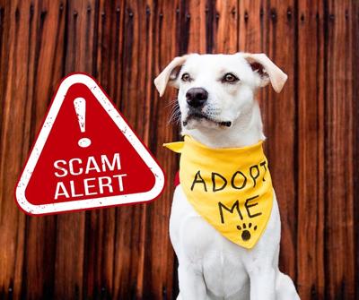 Social media pet scam