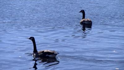 Geese in a pond