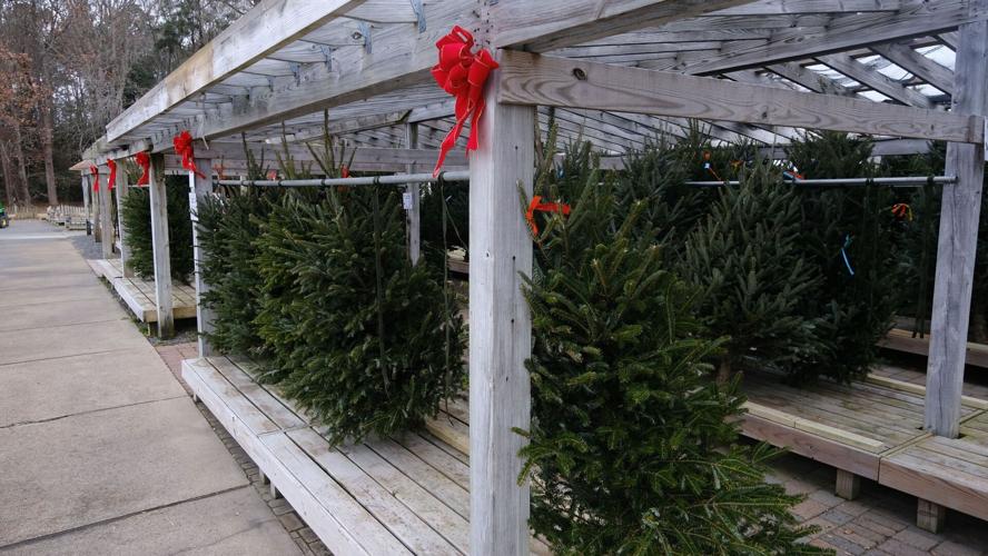 From farms to homes Why your 2024 Christmas tree could cost 200