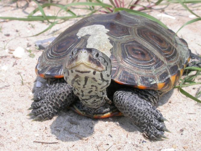 Terrapin turtle