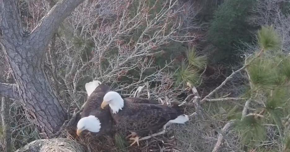 Eagles rebuild nest at Delaware Botanic Gardens, hinting at new season