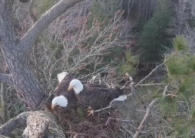 Bald Eagle Nest in Dagsboro