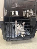 Humane Animal Partners hosts monthly free spay/neuter day for cats