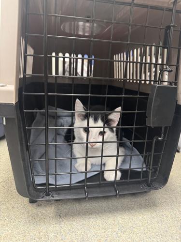 Humane Animal Partners in Delaware is offering a free feline spay/neuter day for owned cats once a month.