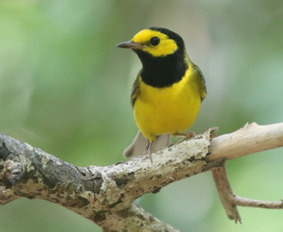 HOODED WARBLER