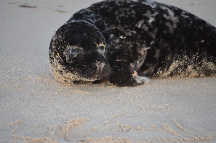 MERR says responders answer all calls of animals being stranded on a beach. Courtesy MERR.