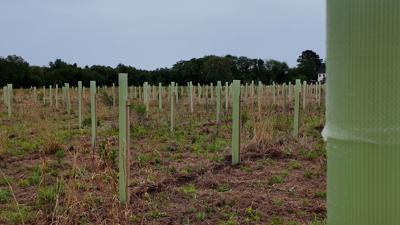 Tree Plantings