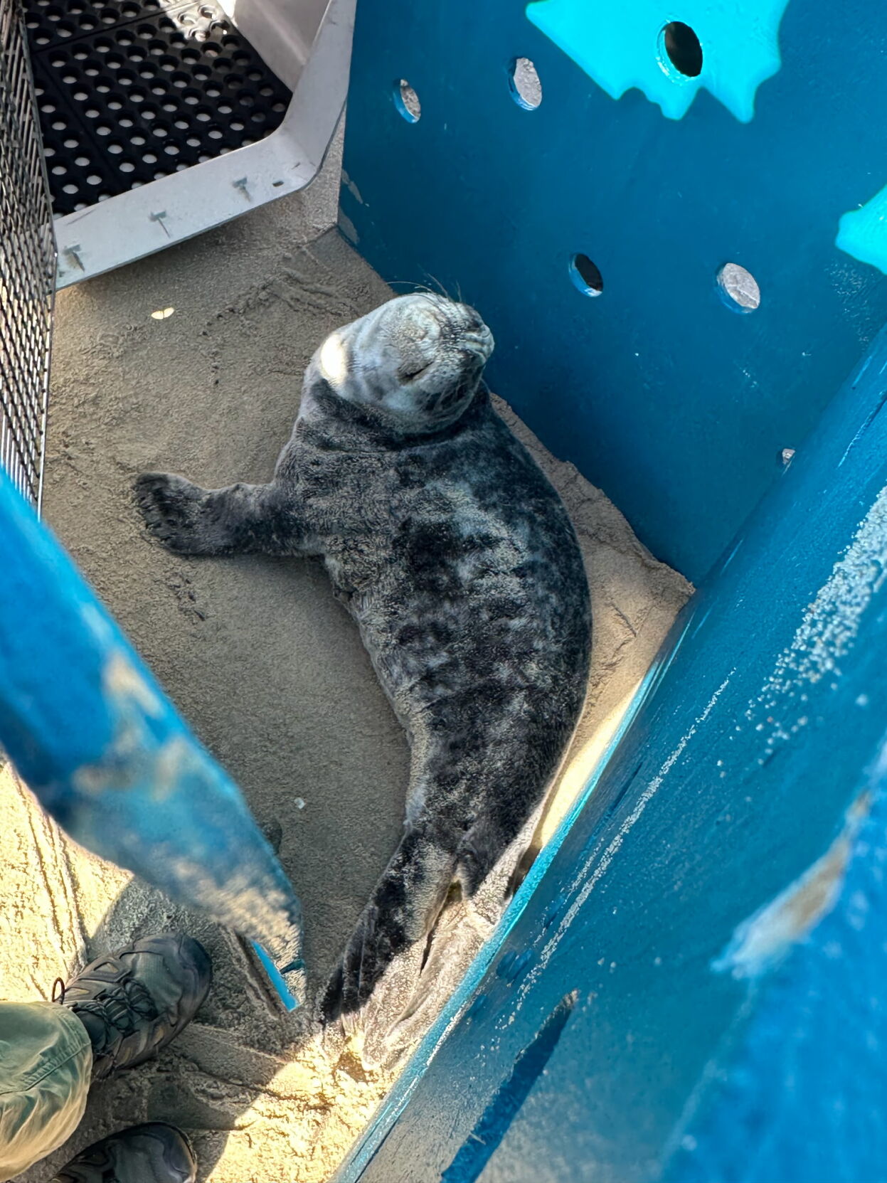 Gray Seal Pup Rescued from Cape Henlopen State Park