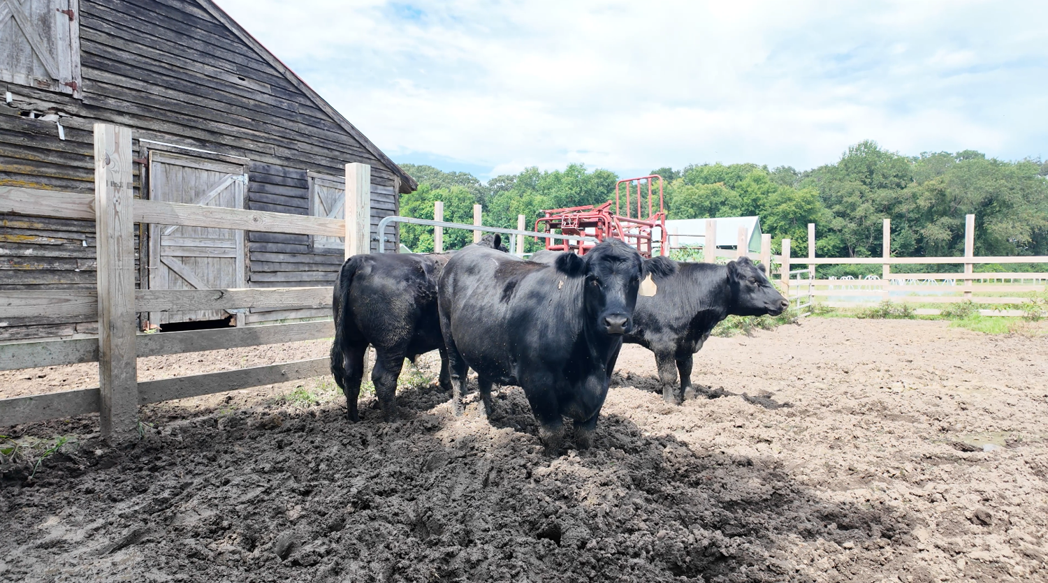 High beef prices push shoppers toward local farms as U.S. expands imports