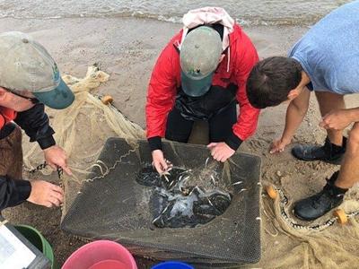 Young Fish Spawning up in the Chesapeake Bay