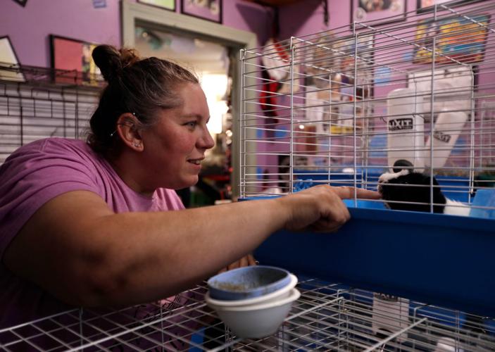 Guinea Pig Sanctuary