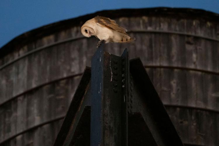 New York City Owls