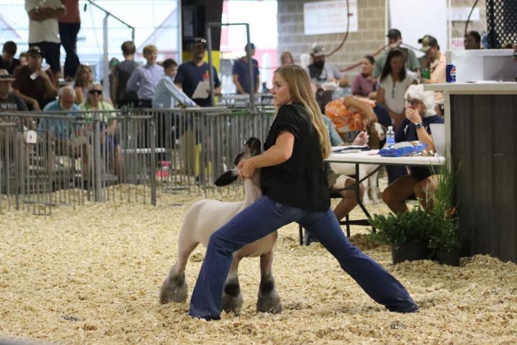 a young woman poses her livestock at the fair in front of judges 