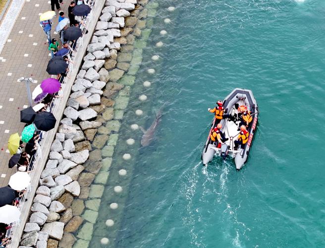 South Korea Shark