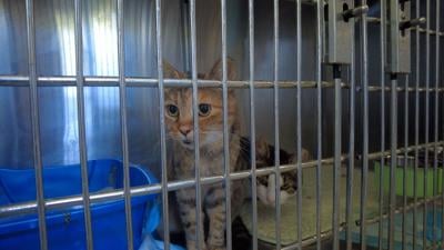 Cats found in Millsboro colony seek fur-ever homes