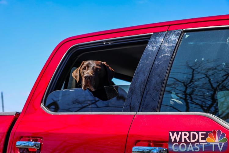 A dog watching cleanup efforts out a truck window.