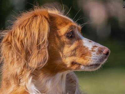 Lewes Dog Grooming