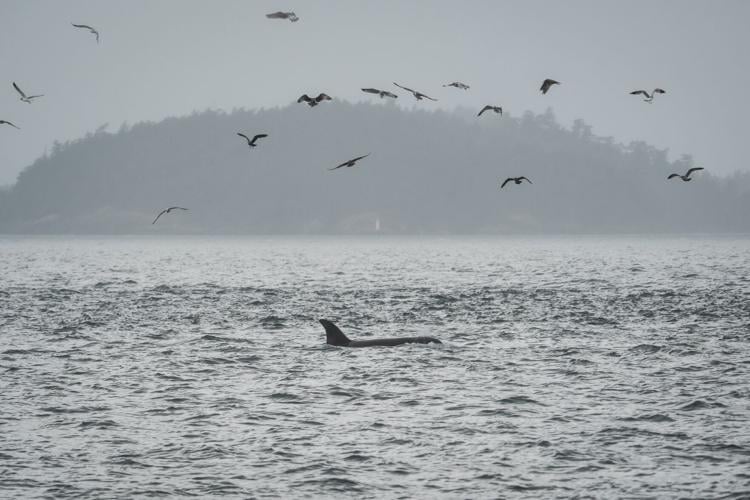 APTOPIX Climate Whale Acoustics