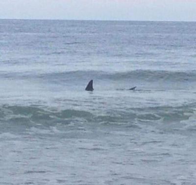 O.C. Beach Patrol Clears Beach After Shark Sightings Today