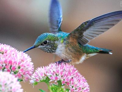 Hummingbird