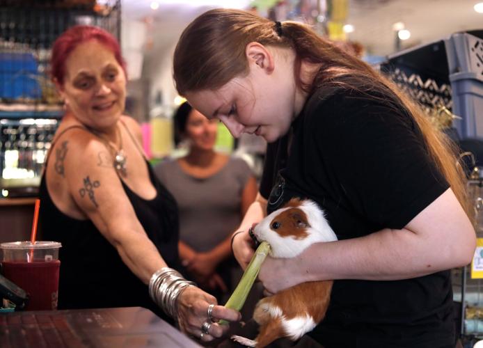 Guinea Pig Sanctuary