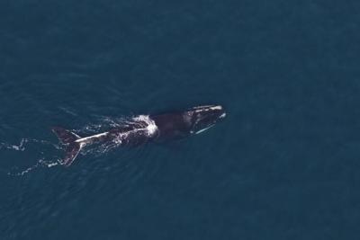 NOAA Whales