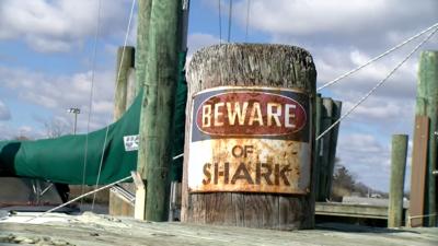 Shark Storage Facility Proposed In Lewes