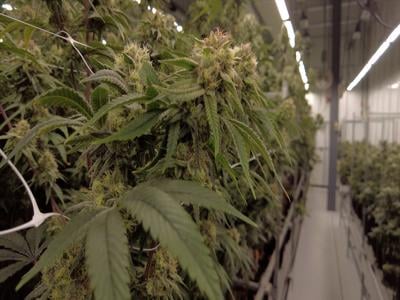 Marijuana regulations under review in Dewey Beach