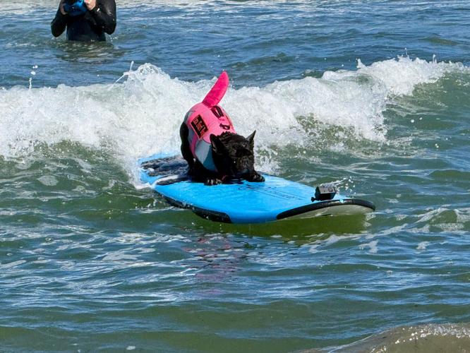 US Dog Surf Competition