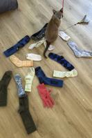 A cat named Leonardo da Pinchy doesn’t want your affection. He wants to steal your underwear