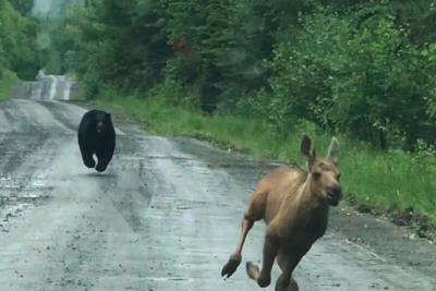 Bear Chases Moose