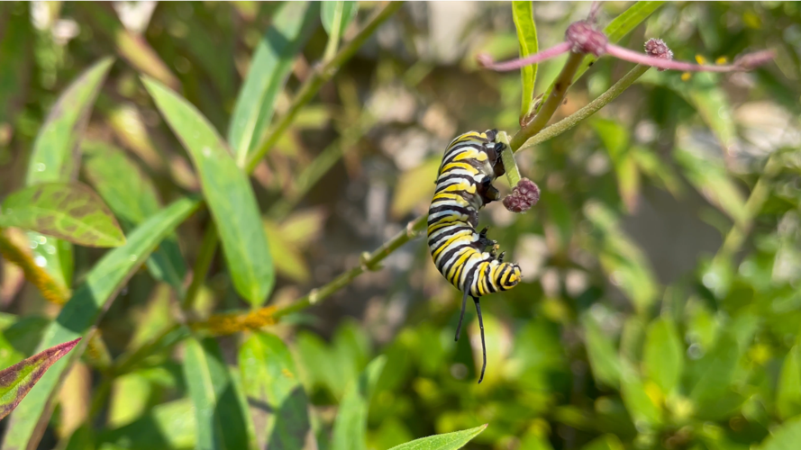 Monarch Caterpillar