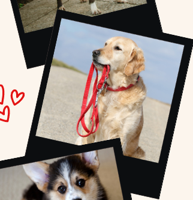 Worcester Health invites pet owners to 'Go Red' for Women in February