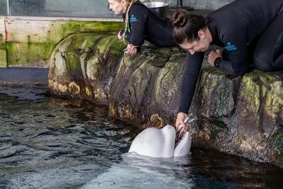 Beluga Whale Dies