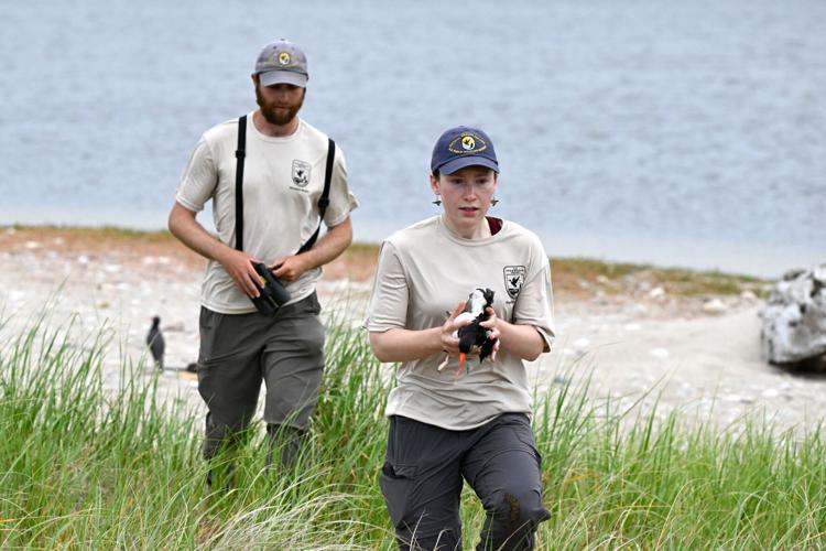 Climate Shorebird Revival